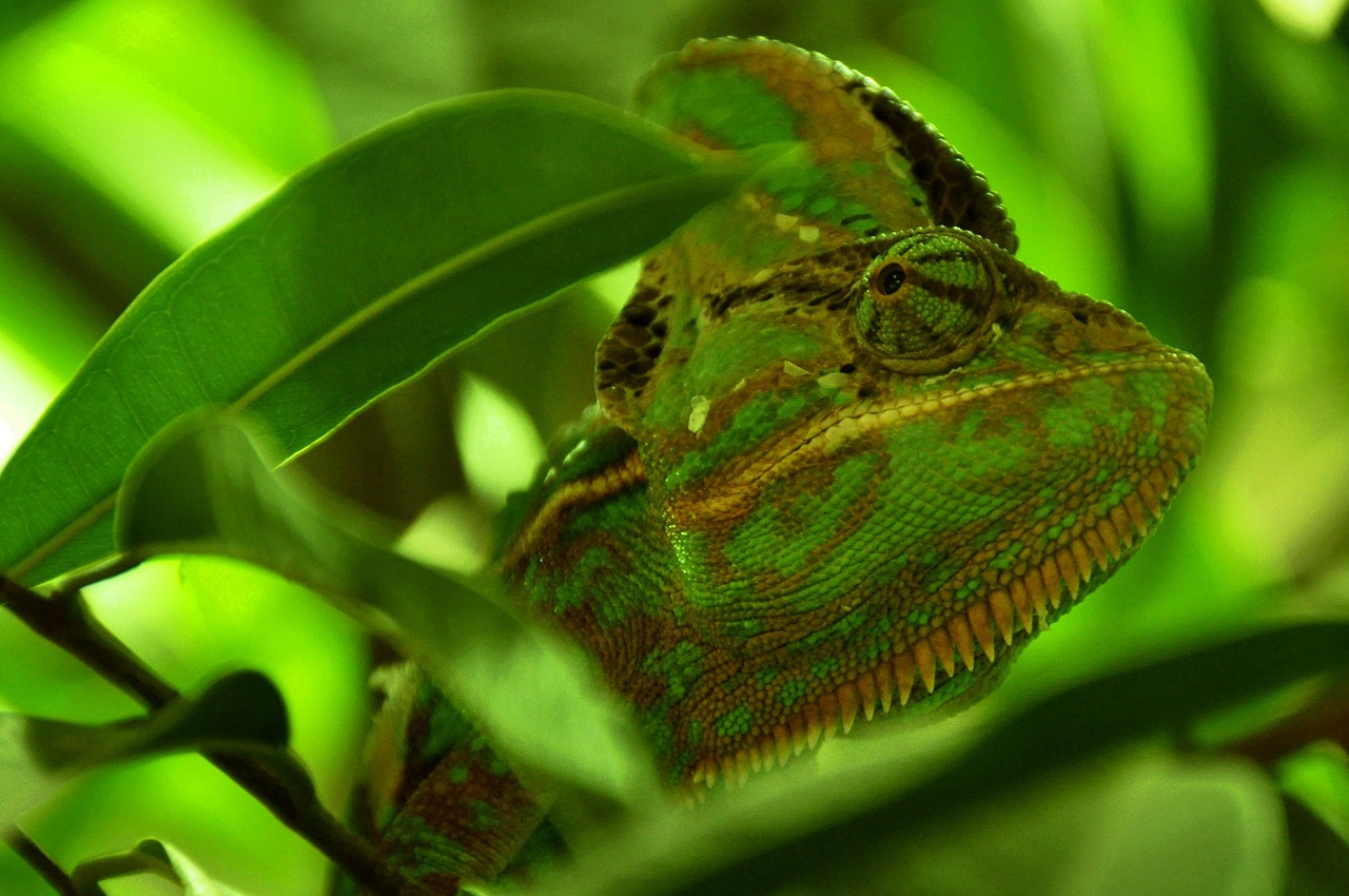 Chameleonas, Ropliai, Gyvūnas, Žalias, Galva, Akis, Uždaryti, Vabzdžių Valgytojas, Nemokamos Nuotraukos,  Nemokama Licenzija