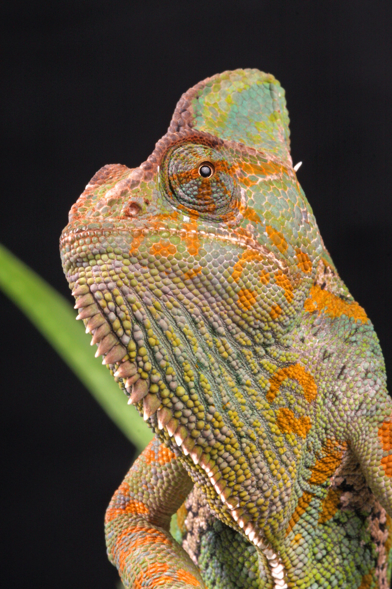 Chameleonas,  Uždengtas & Nbsp,  Chameleonas,  Jemenas & Nbsp,  Chameleonas,  Makro,  Iš Arti,  Detalės,  Galva,  Svarstyklės