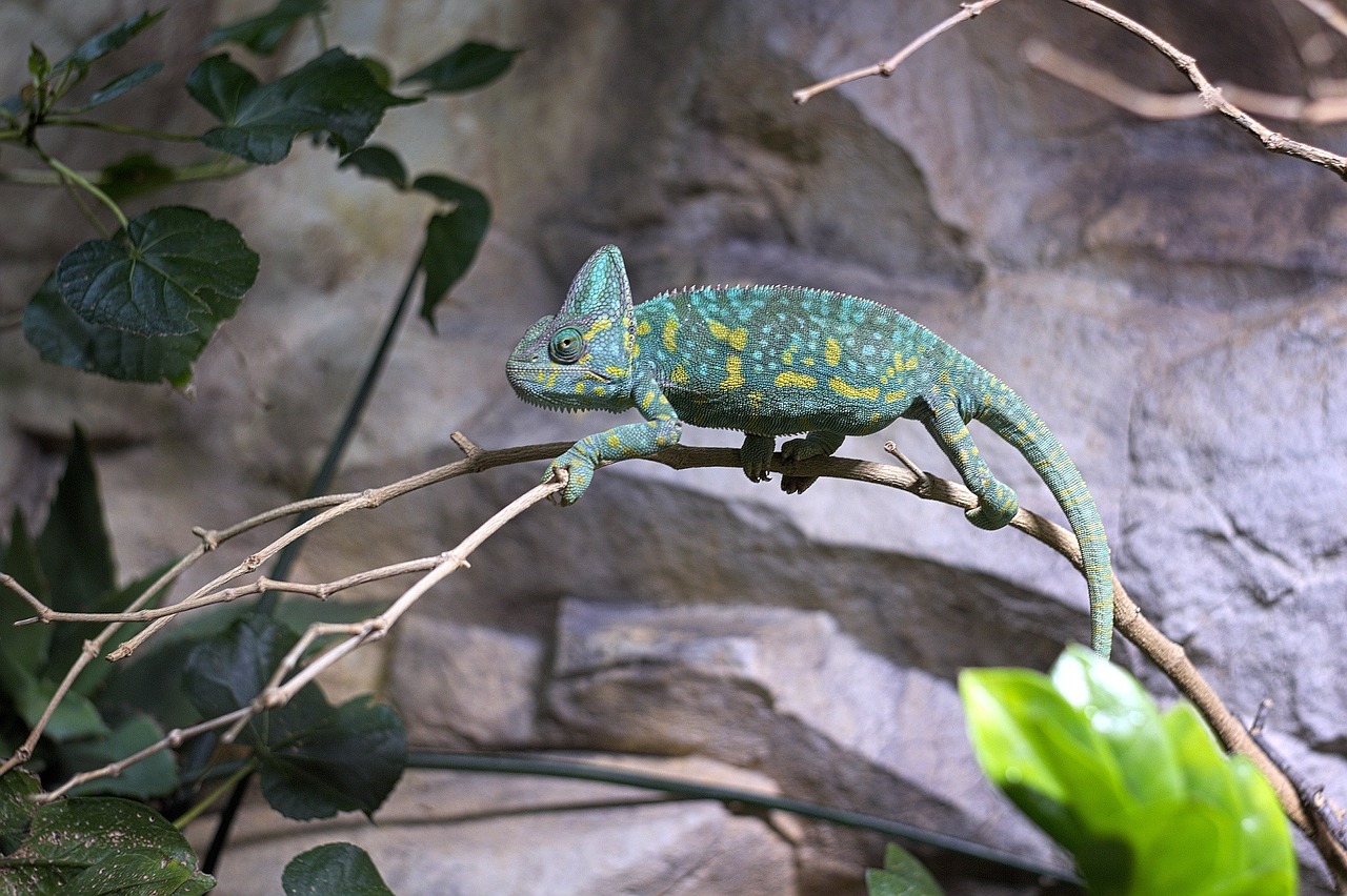 Chameleonas, Zoologijos Sodas, Ropliai, Uždaryti, Atogrąžų, Spalva, Gyvūnų Pasaulis, Egzotiškas, Terariumas, Gyvūnas