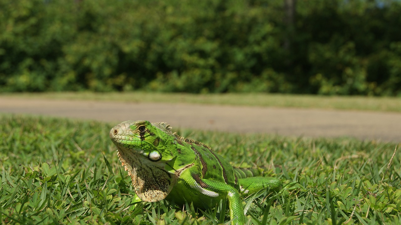 Chameleonas, Iguana, Klaida, Gyvūnas, Gamta, Naminių Gyvūnėlių, Nemokamos Nuotraukos,  Nemokama Licenzija