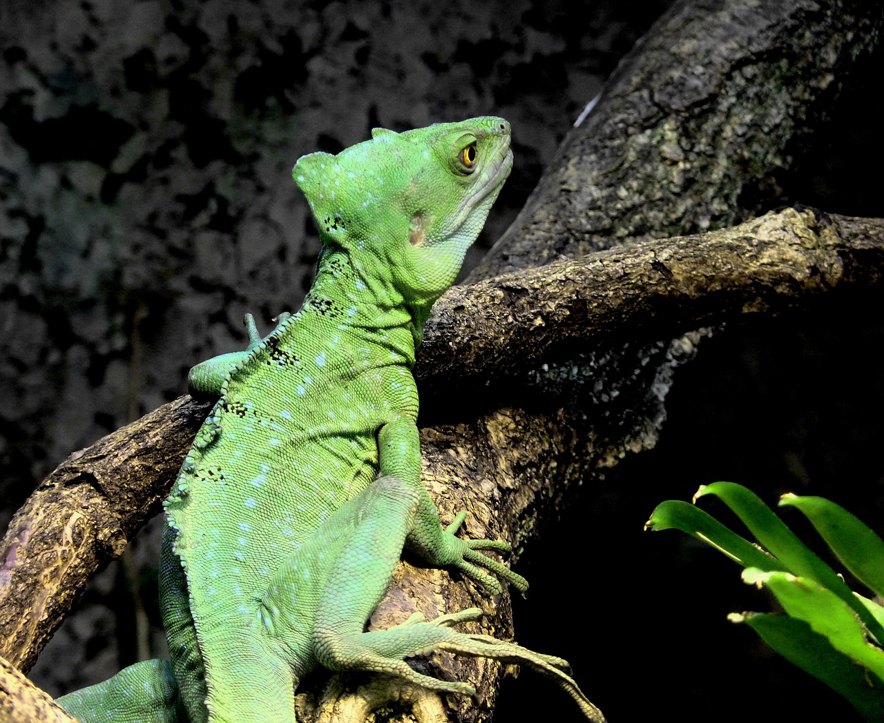 Chameleonas, Žalias, Ropliai, Gyvūnas, Vabzdžių Valgytojas, Galva, Akis, Paslėptas, Drakonas, Uždaryti