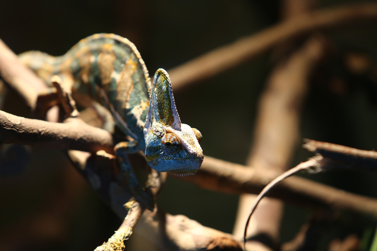 Chameleonas, Ropliai, Madagaskaras, Nemokamos Nuotraukos,  Nemokama Licenzija