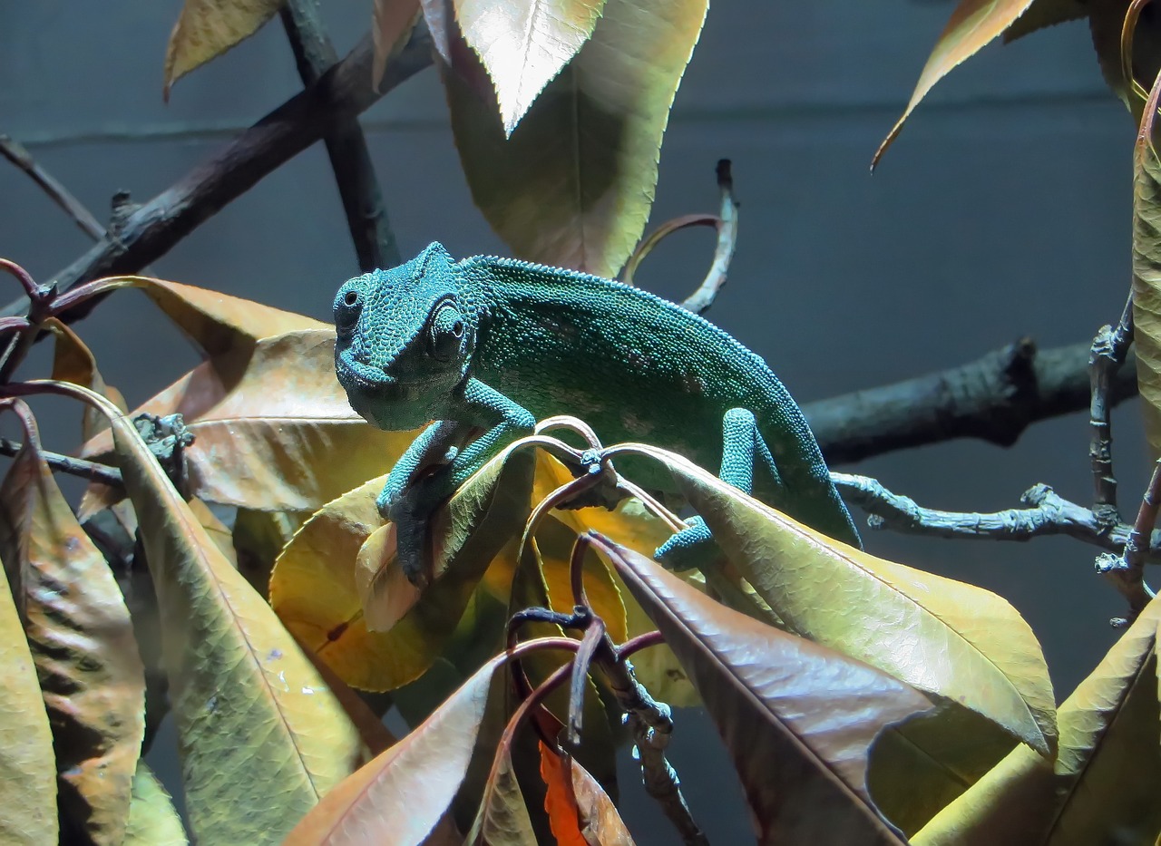 Chameleonas, Ropliai, Driežas, Vabzdžiams, Gyvūnas, Egzotiškas, Mėlynas, Spalvos, Vivarium, Nemokamos Nuotraukos