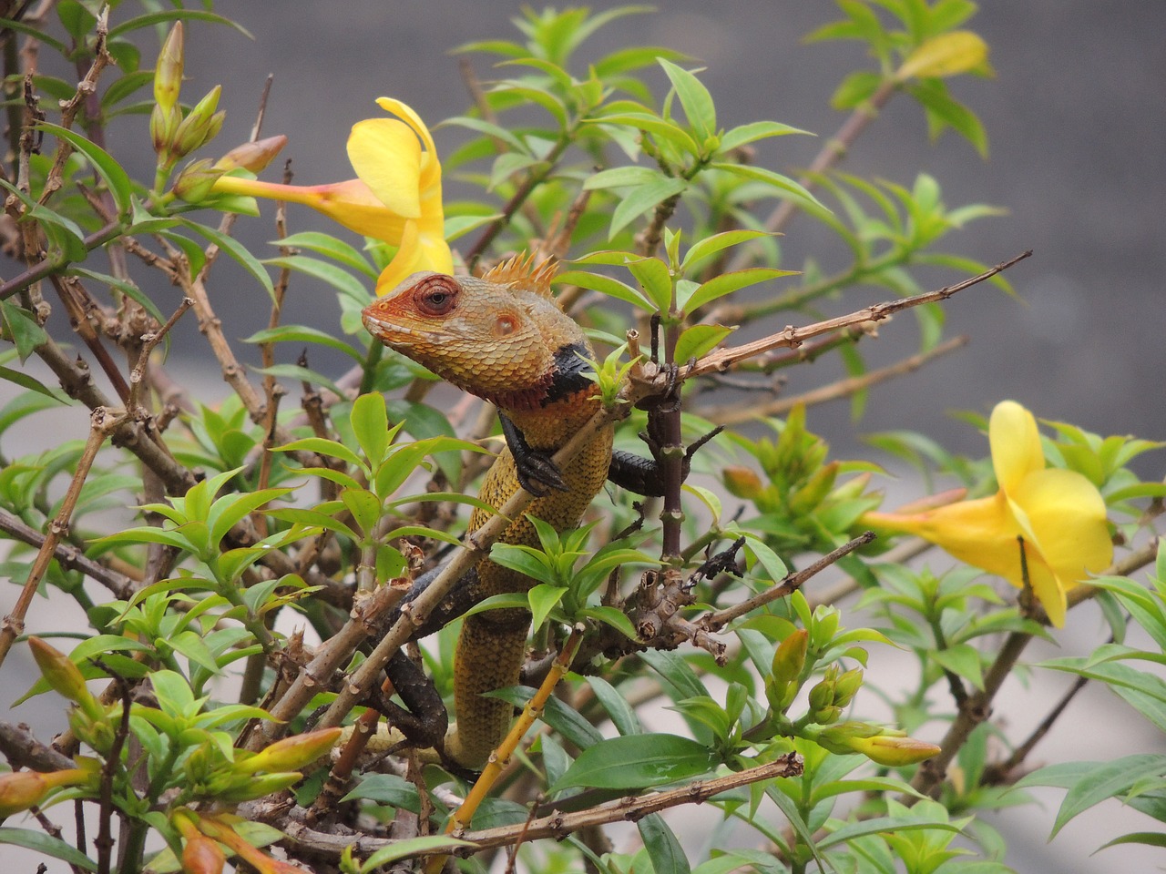 Chameleonas, Chameleonas Ant Augalo, Gėlė Ir Chameleonas, Gyvūnas, Gamta, Ropliai, Augalas, Nemokamos Nuotraukos,  Nemokama Licenzija