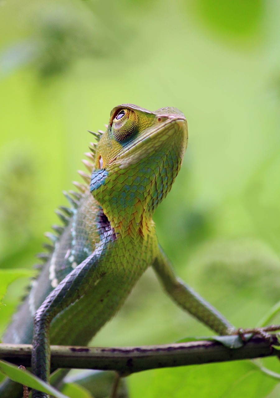 Chameleonas, Gyvūnas, Laukiniai, Laukinė Gamta, Gamta, Spalvinga, Mielas, Tapetai, Žalias, Ropliai