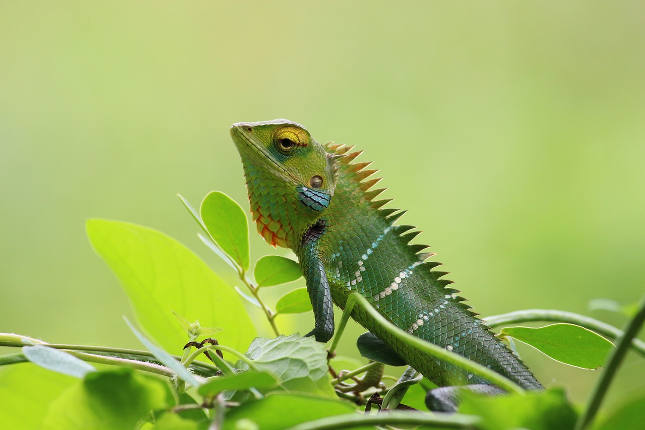 Chameleonas, Laukiniai, Gamta, Žalias, Tapetai, Gyvūnas, Laukinė Gamta, Spalvinga, Aplinka, Mielas