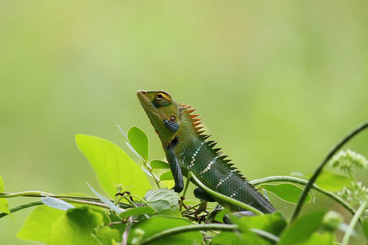 Chameleonas, Laukiniai, Gamta, Žalias, Tapetai, Gyvūnas, Laukinė Gamta, Spalvinga, Aplinka, Mielas