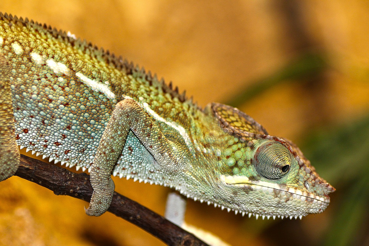 Chameleonas, Zoologijos Sodas, Ropliai, Driežas, Skalė, Žvynuotas, Džiunglės, Drakonas, Nemokamos Nuotraukos,  Nemokama Licenzija