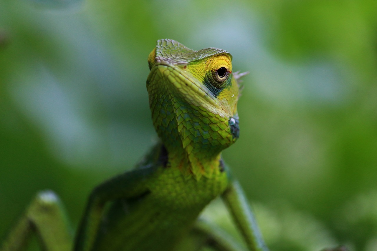 Chameleonas, Gyvūnas, Laukiniai, Laukinė Gamta, Gamta, Spalvinga, Mielas, Tapetai, Žalias, Ropliai