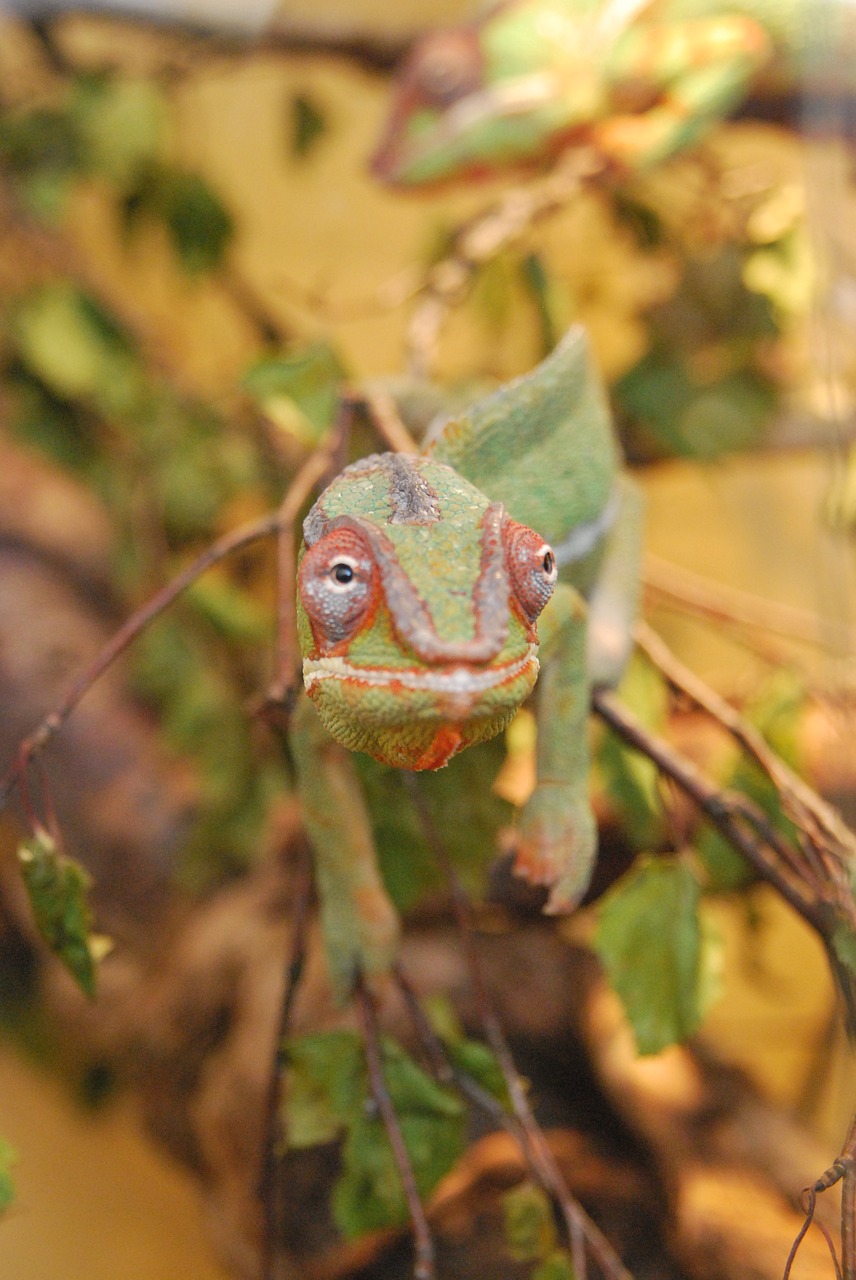 Chameleonas, Gyvūnas, Žalias, Uždaryti, Kamufliažas, Nemokamos Nuotraukos,  Nemokama Licenzija