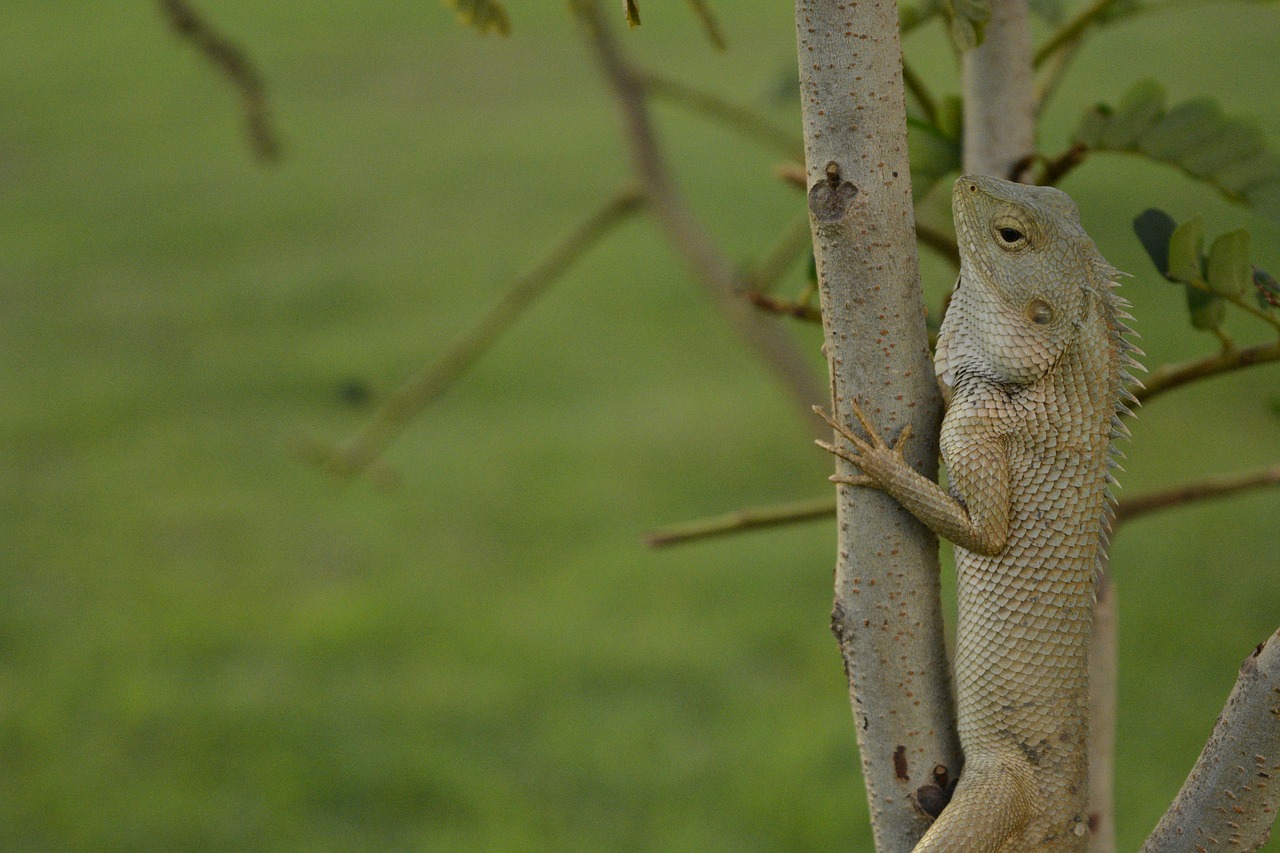 Chameleonas, Gamtos Gyvenimas, Laukinė Gamta, Gyvūnas, Iš Arti, Makro, Gamta, Ropliai, Driežas, Žalias