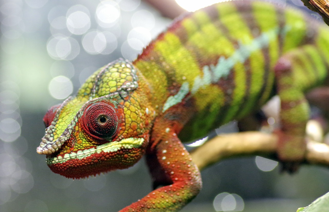 Chameleonas, Gad, Driežas, Akis, Siluetas, Žalias, Spalvos, Juostos, Burnos, Gyvūnas