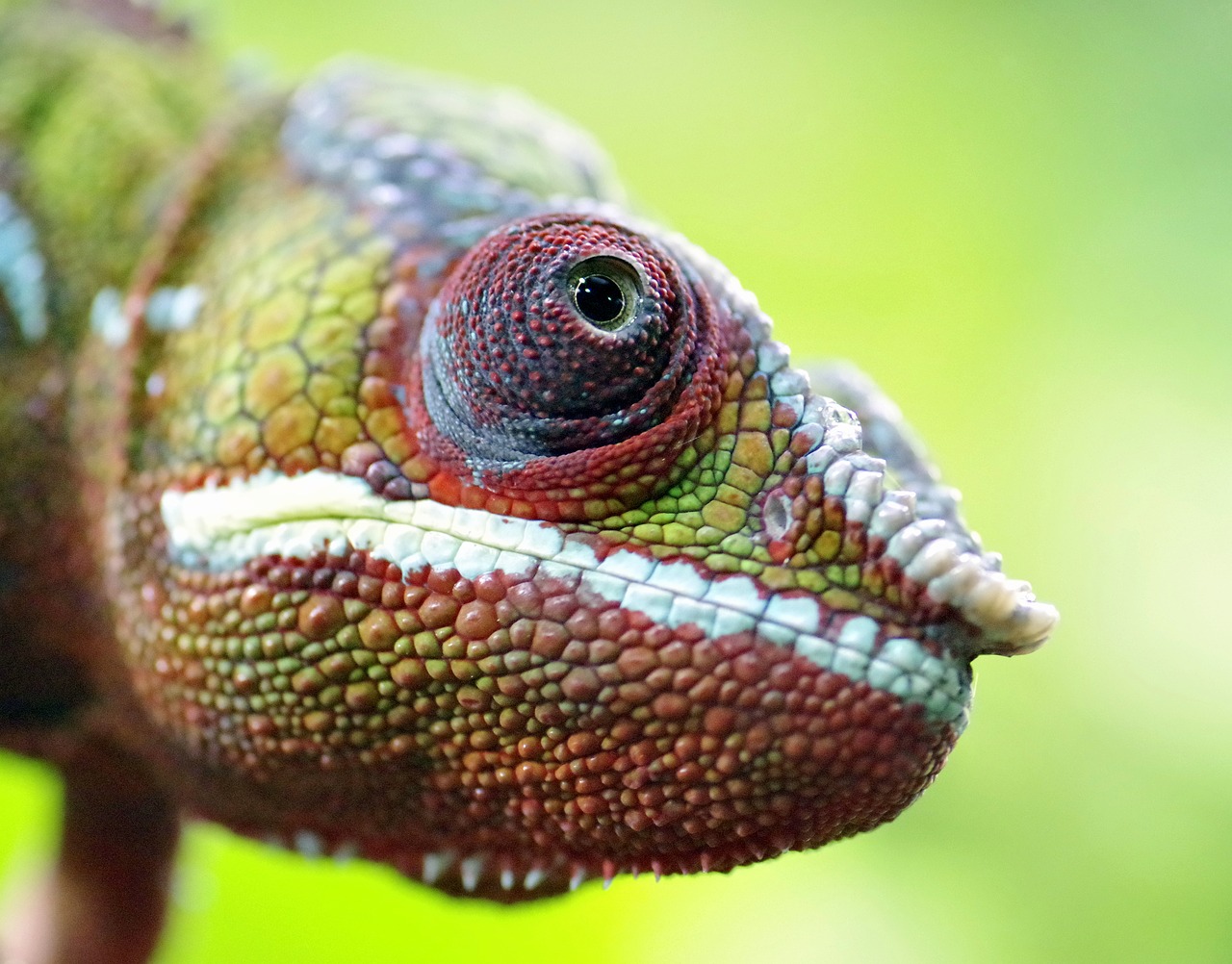 Chameleonas, Gad, Driežas, Akis, Siluetas, Žalias, Spalvos, Juostos, Burnos, Gyvūnas