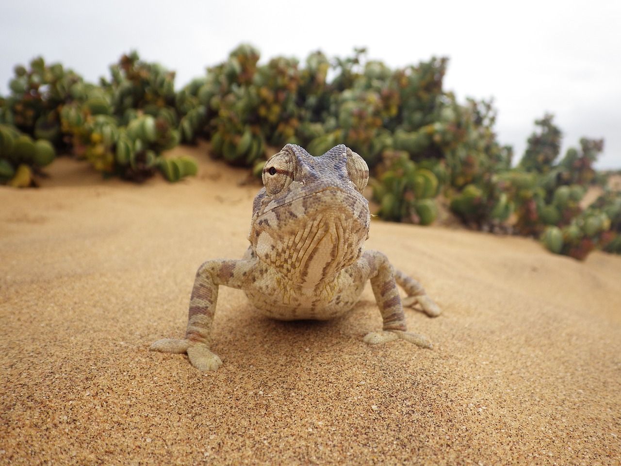 Chameleonas, Dykuma, Ropliai, Smėlis, Namib Dykuma, Gyvūnas, Heiss, Gamta, Smėlio, Namibija