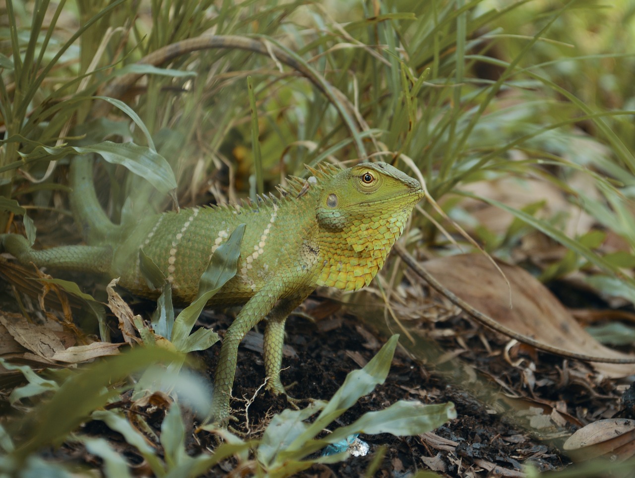 Chameleonas, Gamta, Gyvūnas, Driežas, Ropliai, Uždaryti, Laukinė Gamta, Oda, Spalva, Spalvinga