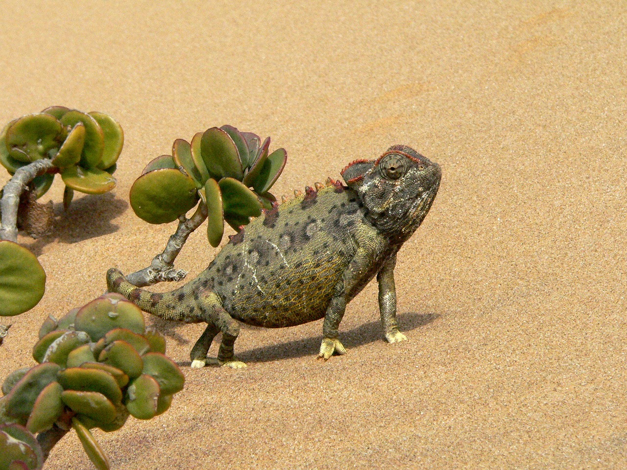 Chameleonas, Ropliai, Gyvūnas, Dykuma, Smėlis, Nemokamos Nuotraukos,  Nemokama Licenzija