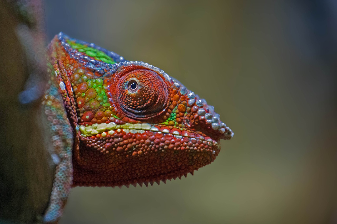 Chameleonas, Ropliai, Spalva, Nemokamos Nuotraukos,  Nemokama Licenzija