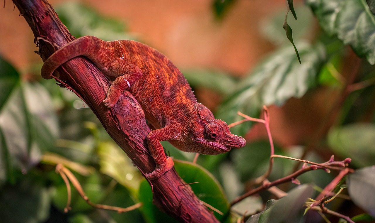 Chameleonas, Gamta, Eksotariumas, Nemokamos Nuotraukos,  Nemokama Licenzija