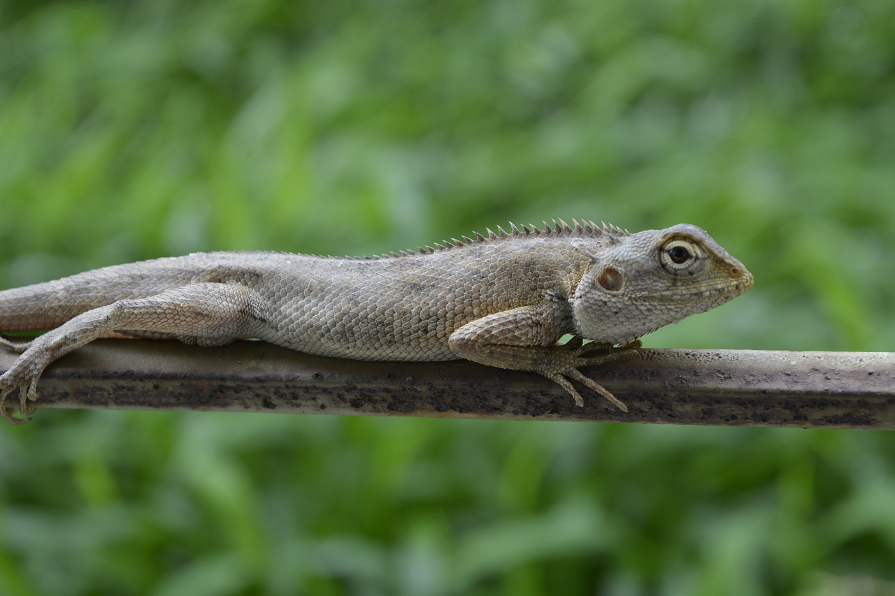 Chameleonas,  Gamta,  Gyvūnas,  Driežas,  Ropliai,  Laukinė Gamta,  Laukiniai,  Makro,  Iš Arti,  Be Honoraro Mokesčio