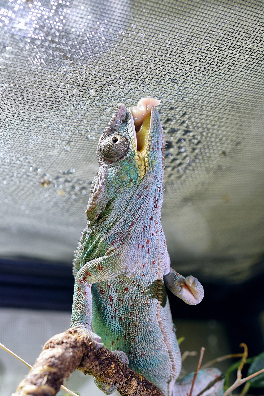 Chameleonas,  Chameleono Liežuvis,  Galva,  Uždaryti,  Atogrąžų,  Terariuminiai Gyvūnai,  Terarium Chamaeleon,  Gerti,  Driežas,  Ropliai