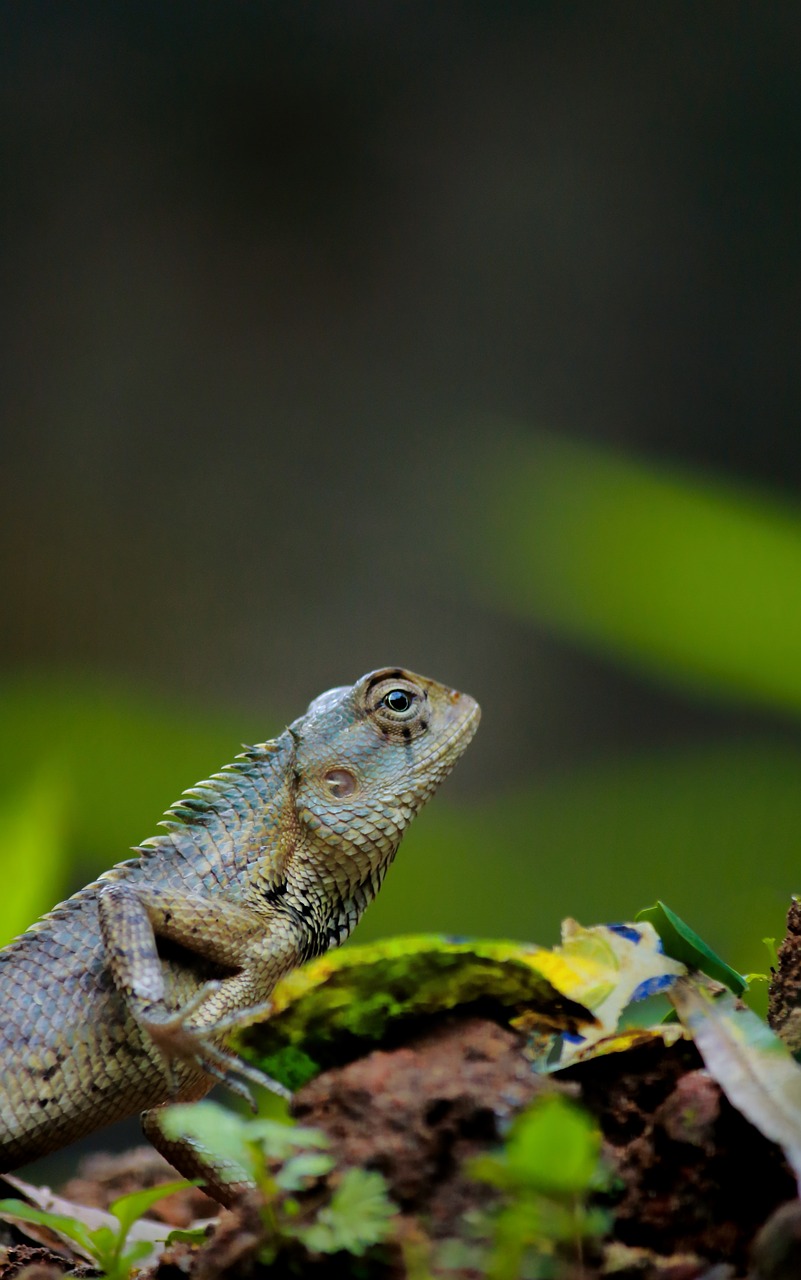 Chameleonas,  Gyvūnas,  Laukinių,  Gyvūnijos,  Pobūdį,  Spalvinga,  Roplys,  Tropical,  Aplinka,  Rudi