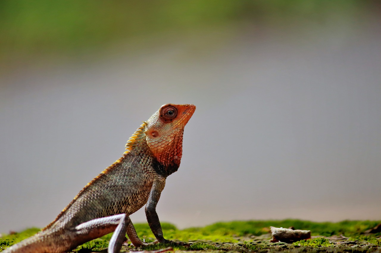 Chameleonas,  Gyvūnas,  Laukinių,  Gyvūnijos,  Pobūdį,  Spalvinga,  Roplys,  Tropical,  Aplinka,  Rudi