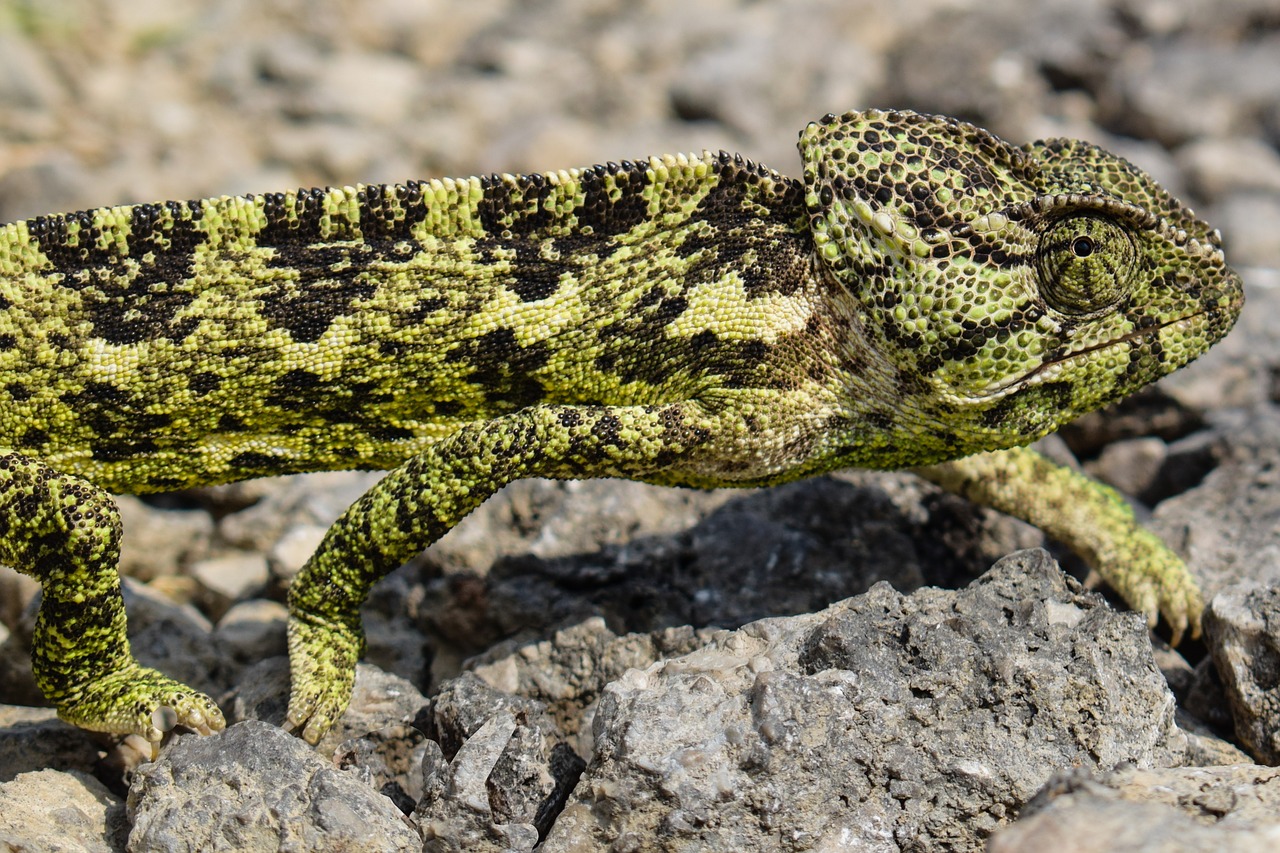 Chameleonas,  Gyvūnas,  Pobūdį,  Roplys, Nemokamos Nuotraukos,  Nemokama Licenzija