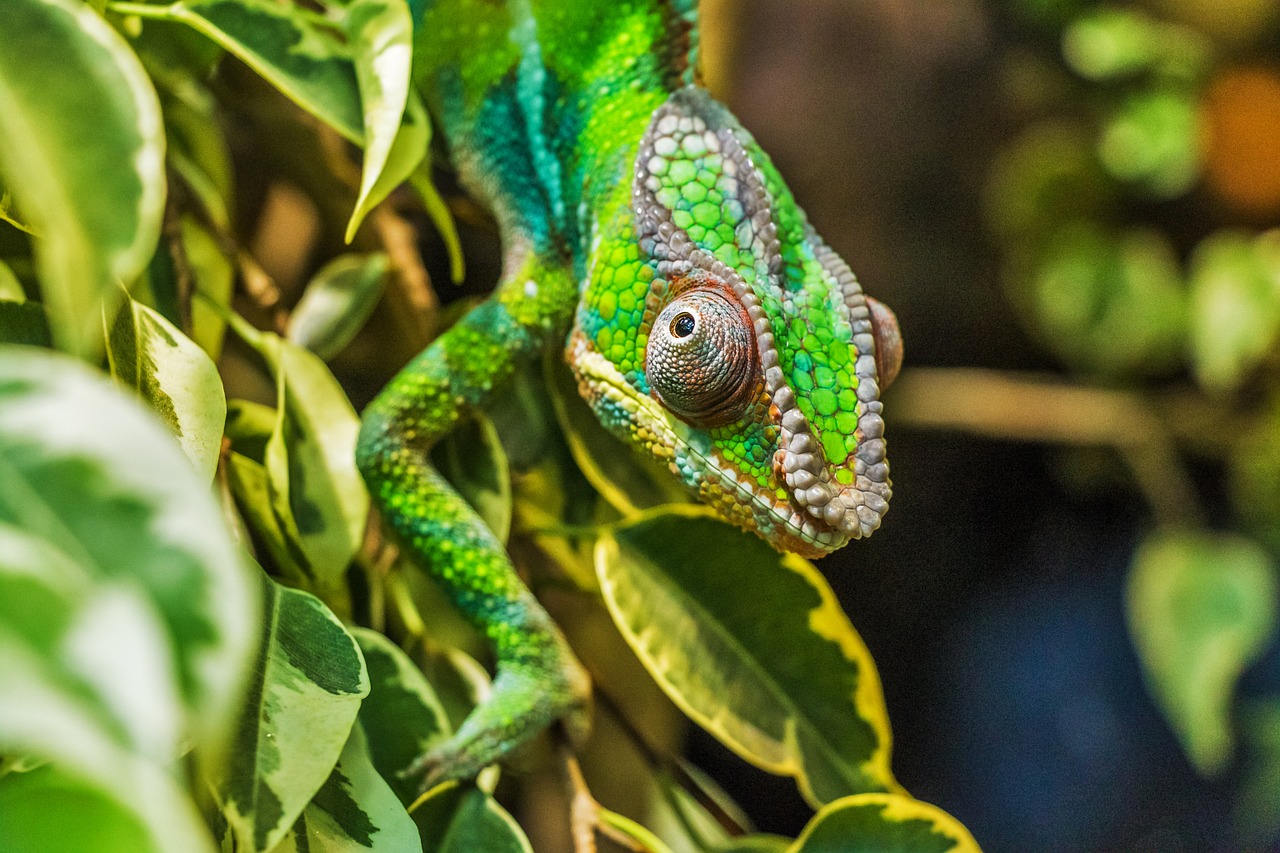 Chameleonas, Párduckaméleon, Furcifer Pardalis, Ropliai, Gyvūnas, Reptilia, Madagaskaras, Gamta, Žalias, Colių