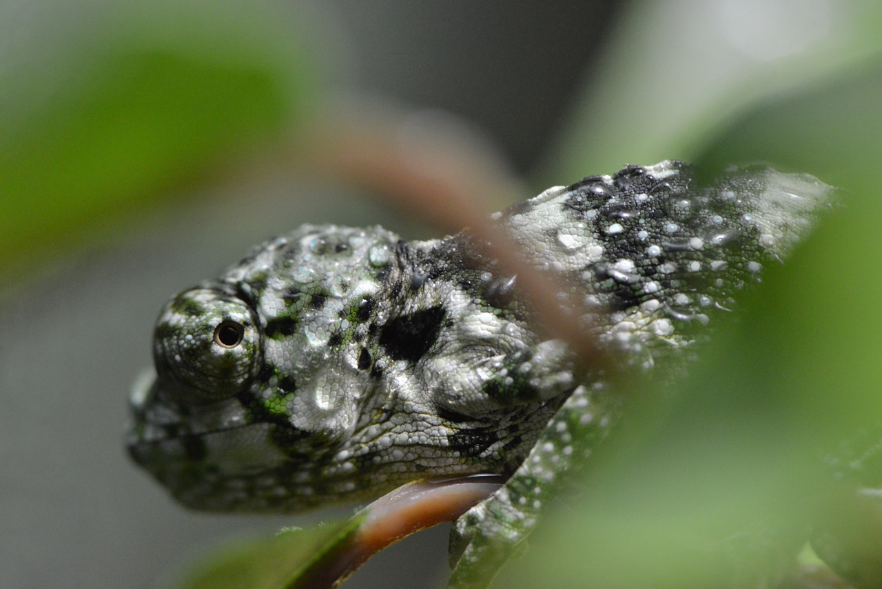 Chameleonas, Driežas, Kamufliažas, Šaltakraujiškai, Ropliai, Gyvūnas, Laukinė Gamta, Gamta, Laukiniai, Atogrąžų