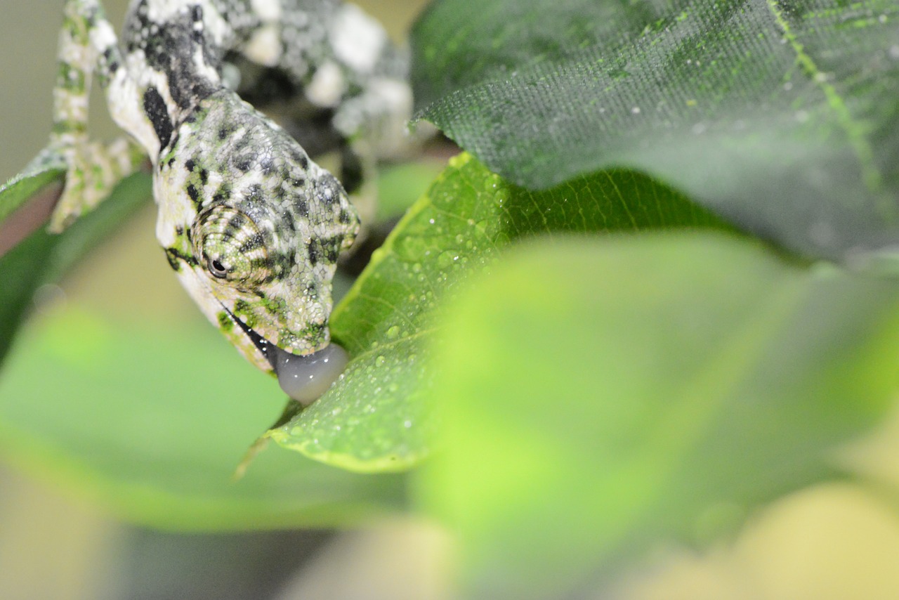 Chameleonas, Driežas, Kamufliažas, Šaltakraujiškai, Ropliai, Gyvūnas, Laukinė Gamta, Gamta, Laukiniai, Atogrąžų