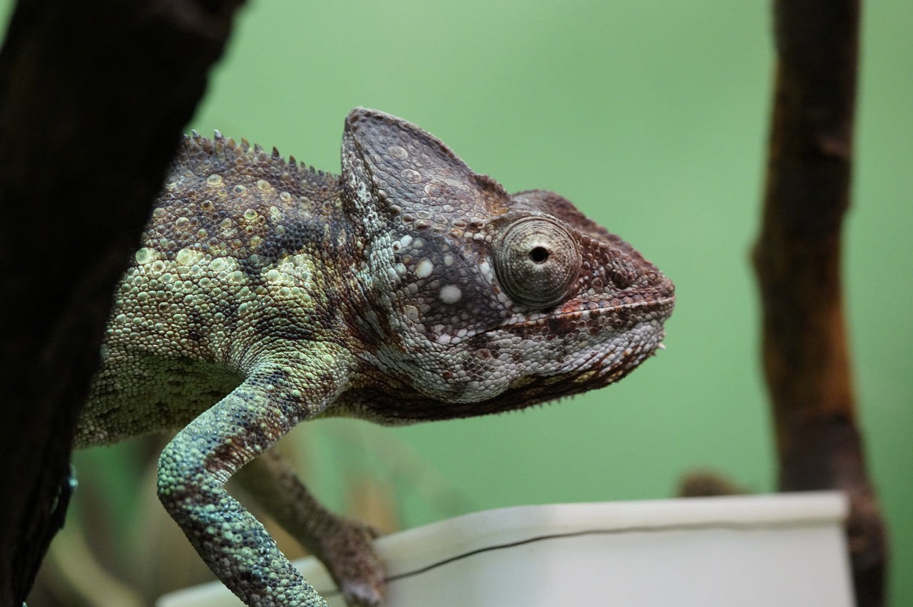 Chameleonas, Maitinimas, Terariumas, Milžiniškas Chameleonas, Maitinti, Pasiūlymas, Zoologijos Sodas, Maistas, Kramtyti, Valgyti