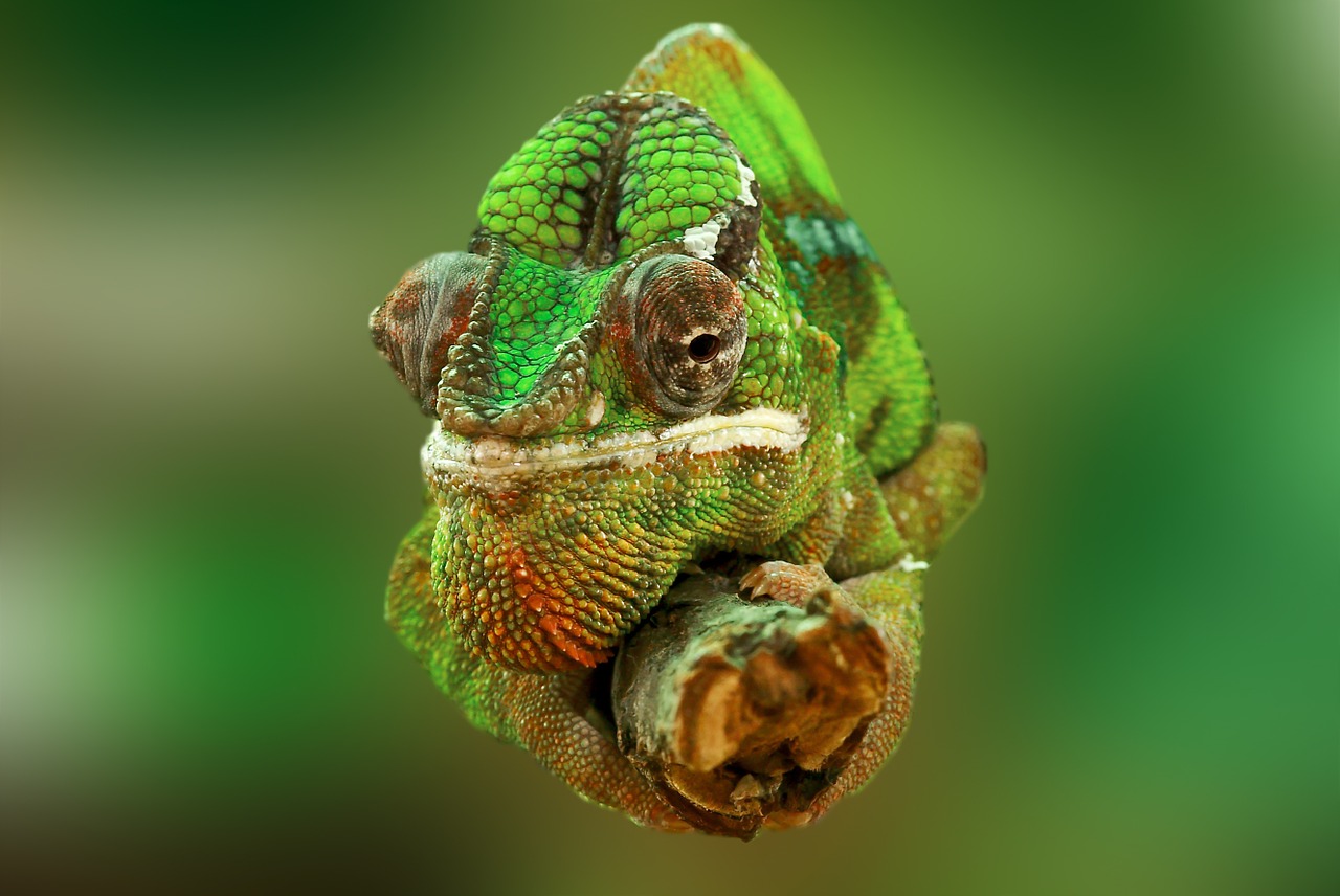 Chameleonas, Ropliai, Driežas, Žalias, Gyvūnas, Vabzdžių Valgytojas, Chamaeleonidae, Chamaeleo Chamaeleon, Uždaryti, Galva