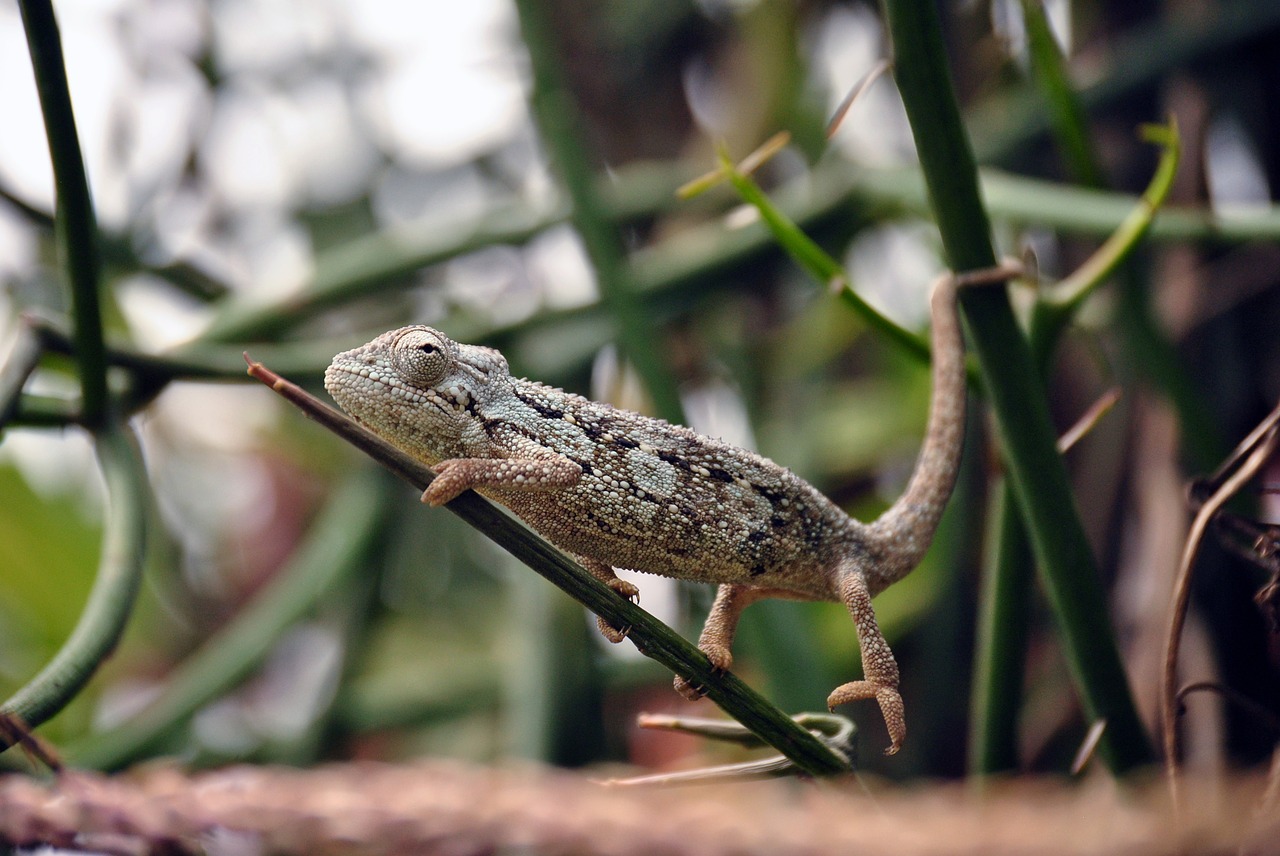 Chameleonas, Ropliai, Driežas, Laukinė Gamta, Gyvūnas, Gamta, Nemokamos Nuotraukos,  Nemokama Licenzija