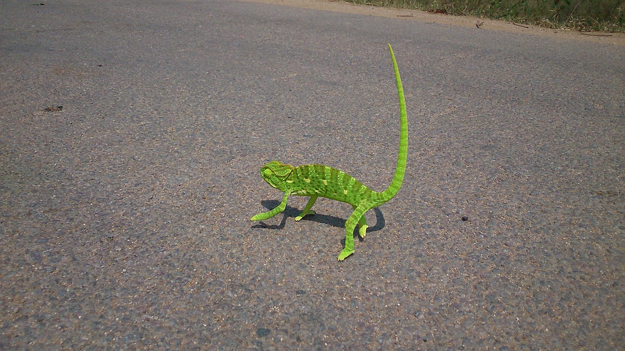 Chameleonas, Ropliai, Driežas, Žalias, Vienišas, Vaikščioti, Lėtas, Gatvė, Urbanizacija, Gyvūnas