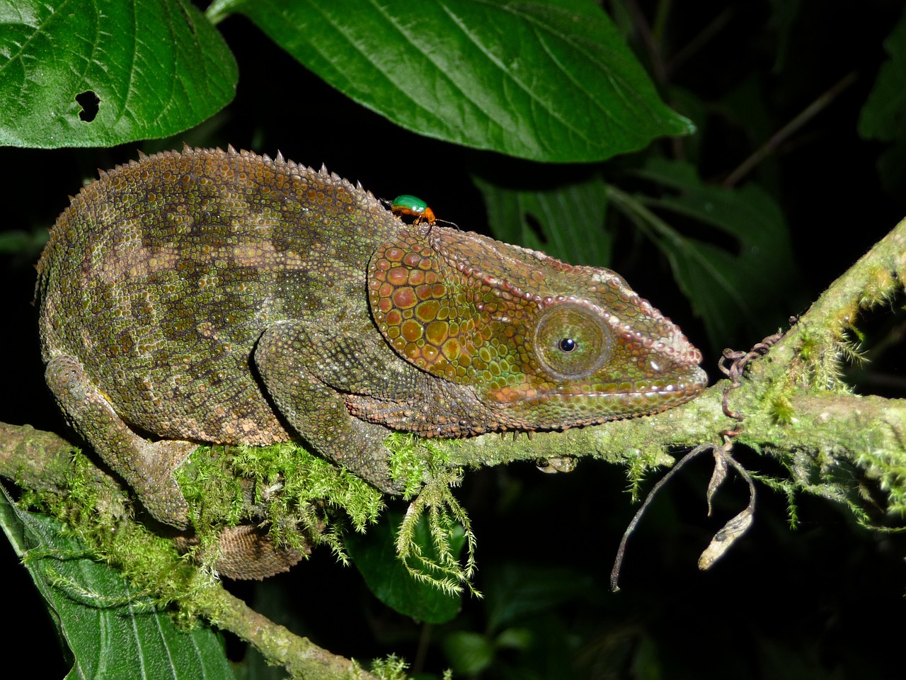 Chameleonas, Ropliai, Madagaskaras, Miškas, Gyvūnas, Nemokamos Nuotraukos,  Nemokama Licenzija