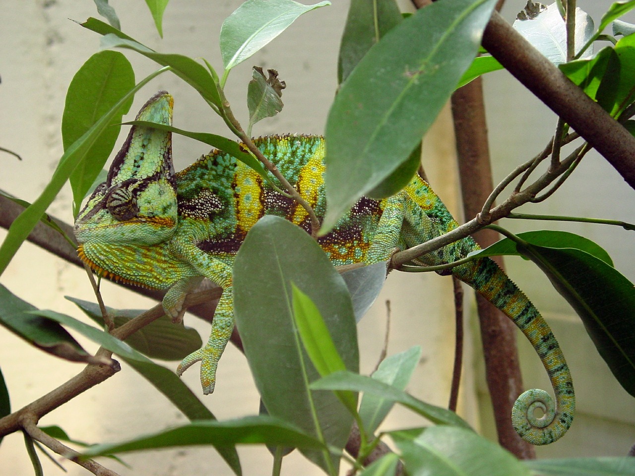 Chameleonas, Zoologijos Sodas, Ropliai, Žalias, Spalvinga, Egzotiškas, Laukinė Gamta, Driežas, Kamufliažas, Atogrąžų