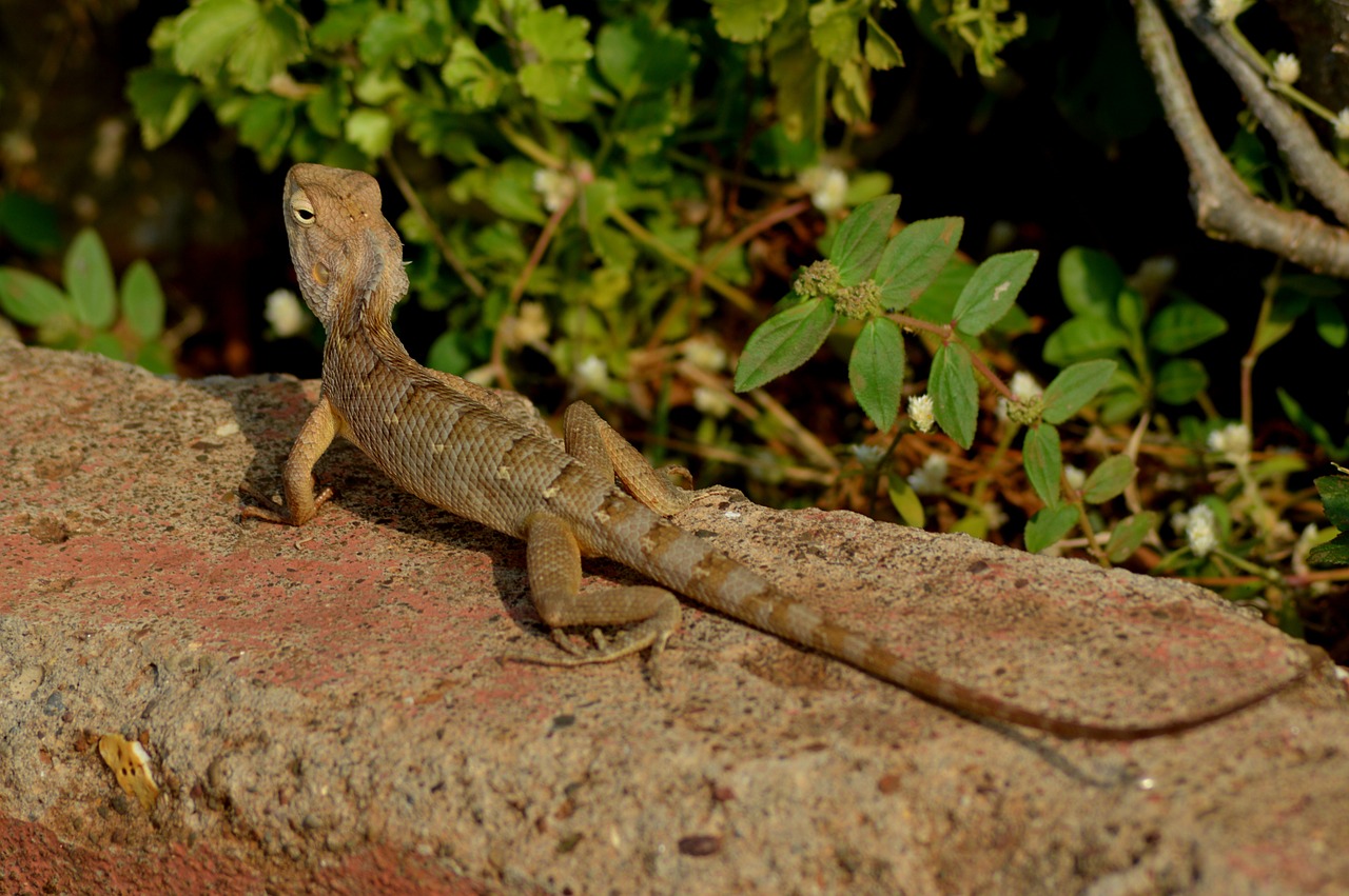 Chameleonas,  Ropliai,  Driežas, Nemokamos Nuotraukos,  Nemokama Licenzija