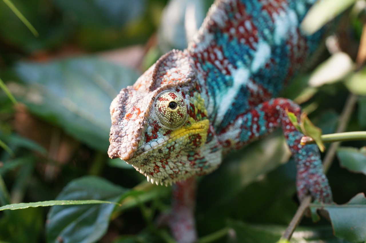 Chameleonas,  Driežas,  Vabzdžių Valgytojas, Nemokamos Nuotraukos,  Nemokama Licenzija