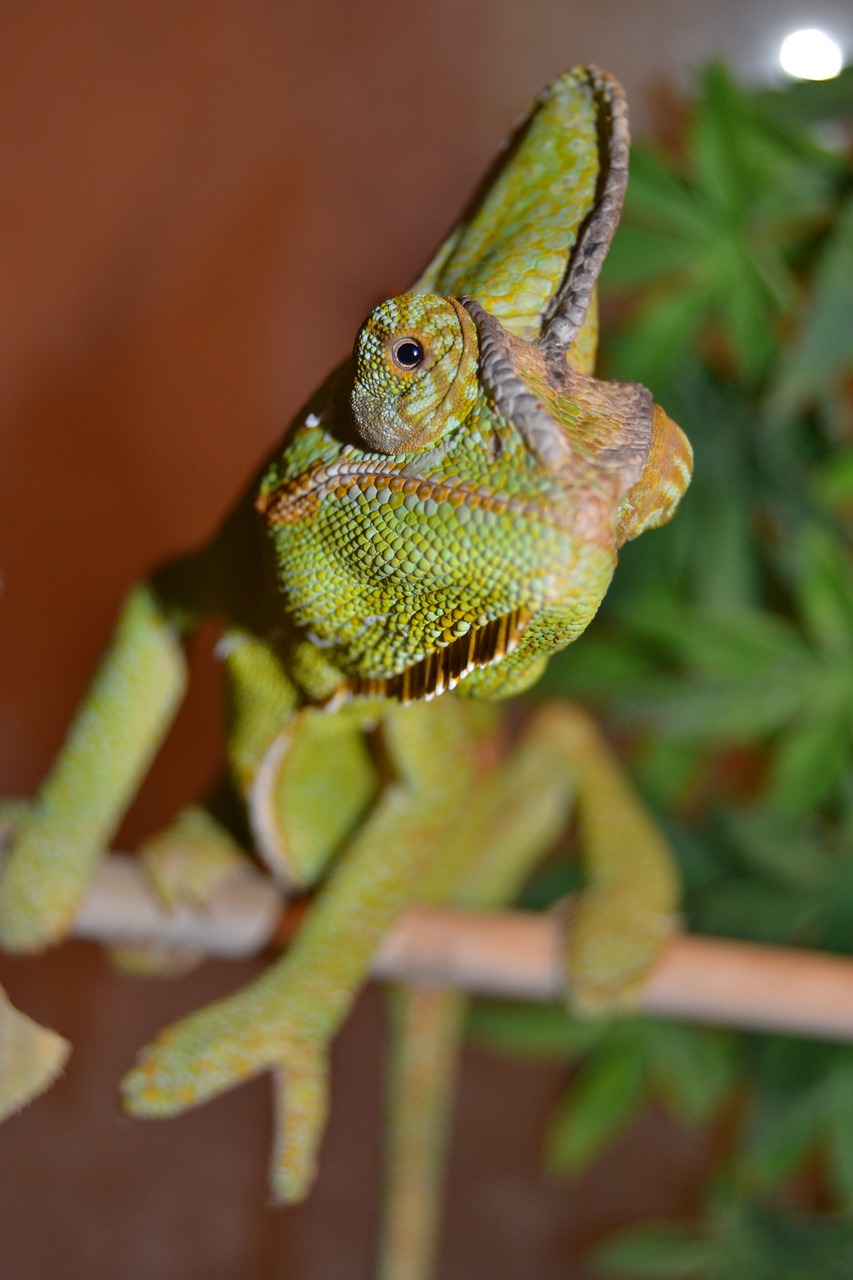 Chameleonas, Naminis Gyvūnėlis, Žalias, Jemeno Chameleonas, Nemokamos Nuotraukos,  Nemokama Licenzija