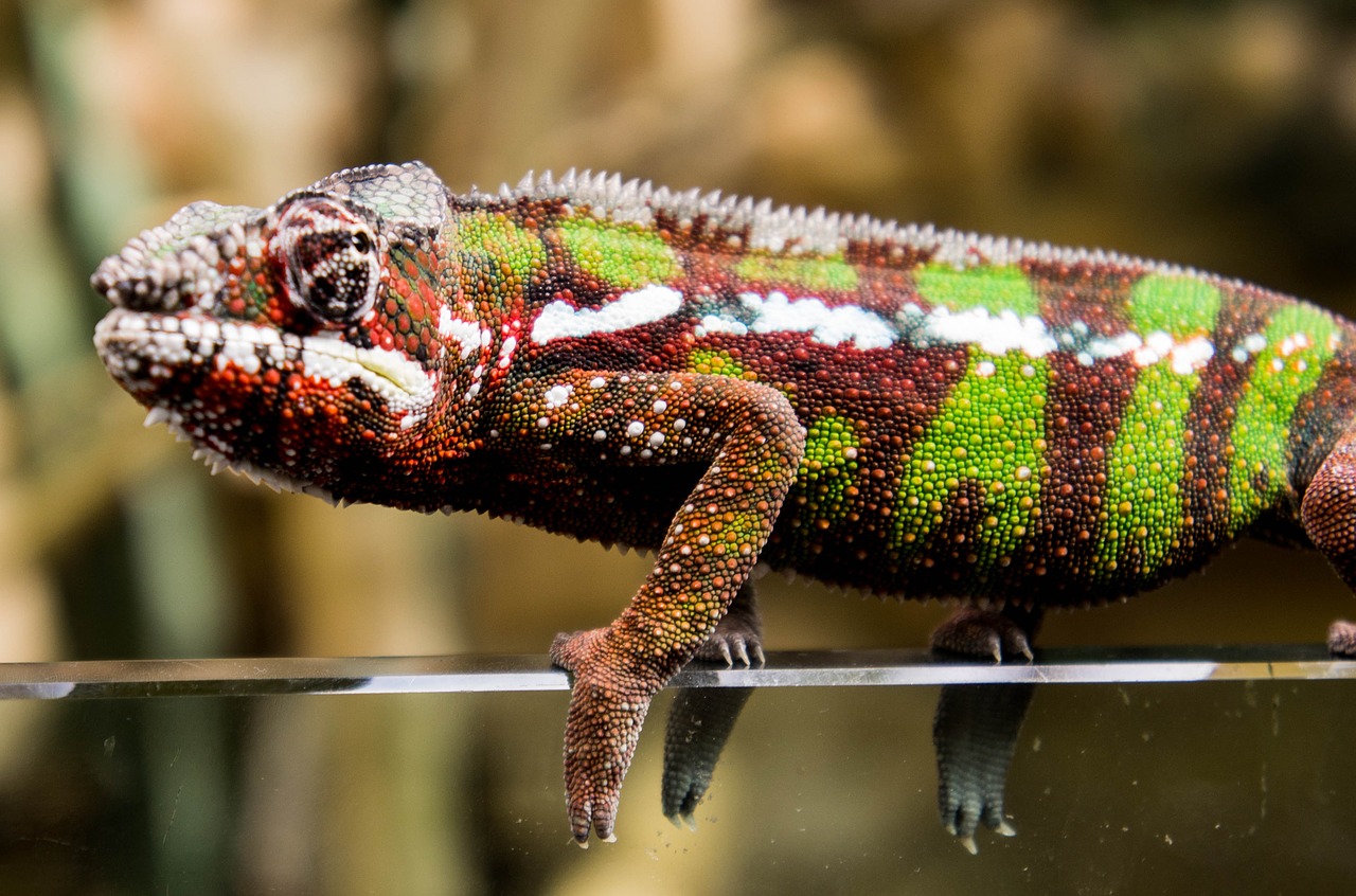 Chameleonas, Raudona, Žalias, Gamta, Skalė, Nemokamos Nuotraukos,  Nemokama Licenzija