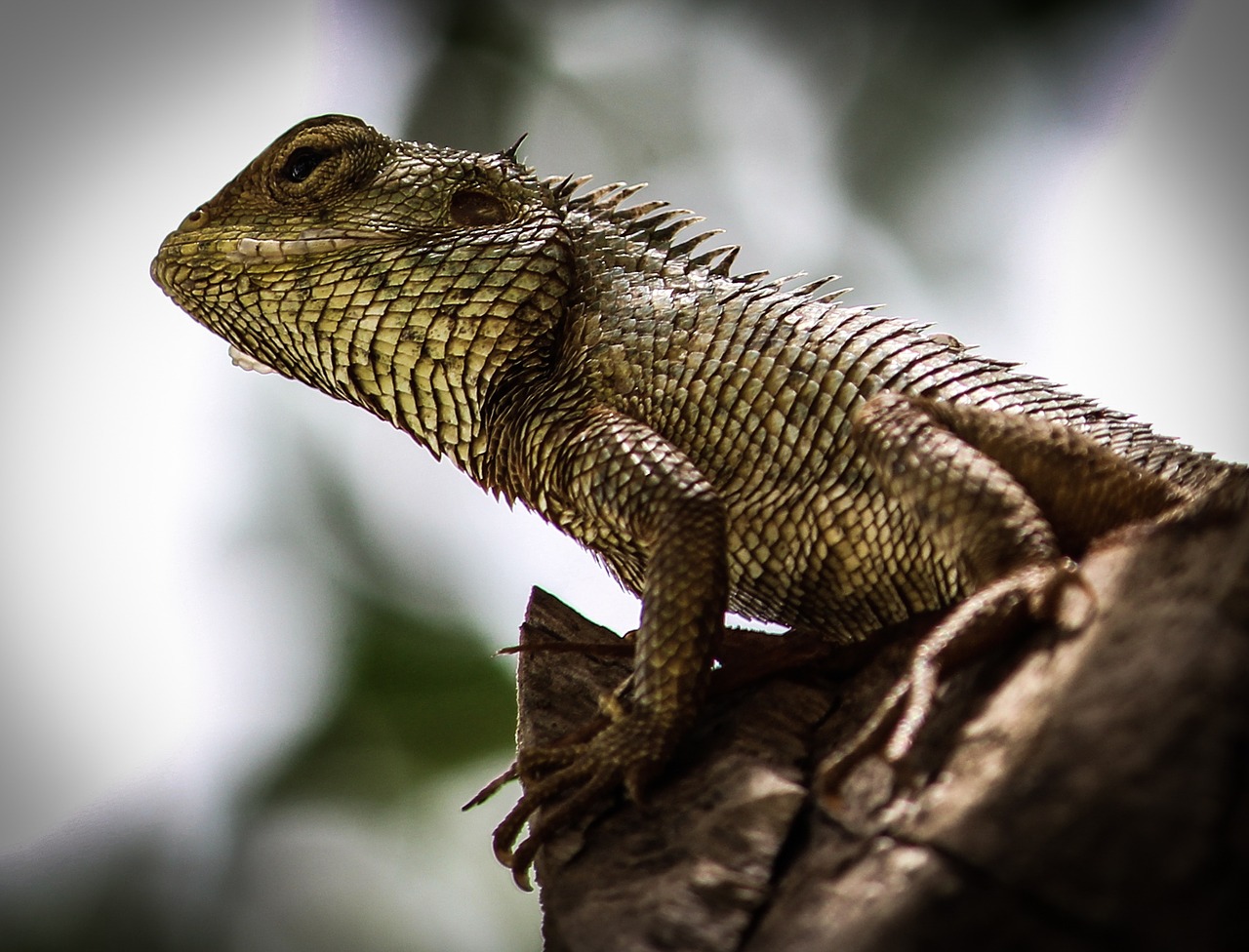 Chameleonas, Medis, Gamta, Laukinė Gamta, Nemokamos Nuotraukos,  Nemokama Licenzija