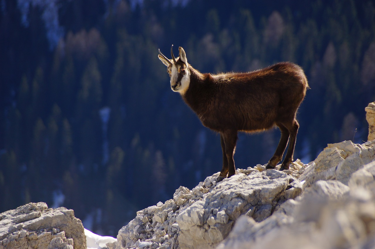 Zomšys, Dolomitai, Kalnas, Gyvūnas, Alpės, Ragai, Italy, Laukiniai, Žinduolis, Rokas