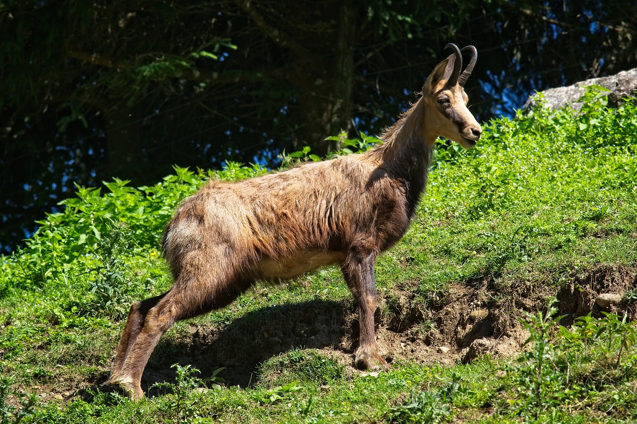 Zomšinė,  Rupicapra Rupicapra,  Gams,  Laukinių Rūšių,  Laukinių,  Kalnas, Nemokamos Nuotraukos,  Nemokama Licenzija