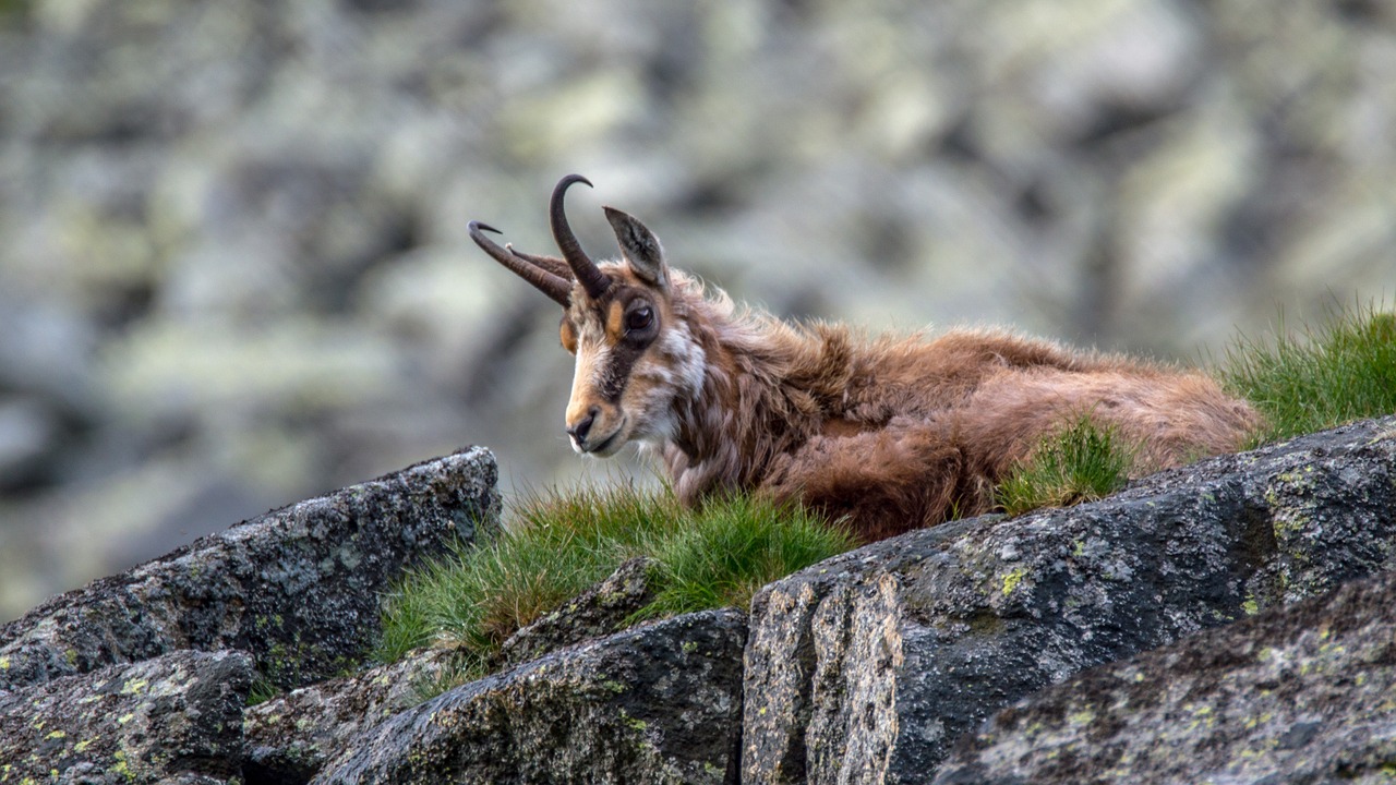 Chamoix, Rupicapra Rupicapra Tatrica, Gyvūnas, Gamta, Žinduolis, Kalnai, Akmenys, Plaukai, Alpinizmas, Aukštas Tatras