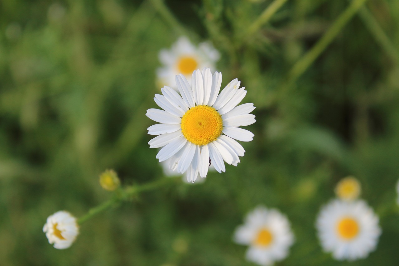 Ramunė, Kaimas, Makro, Rožės Lauke, Nemokamos Nuotraukos,  Nemokama Licenzija