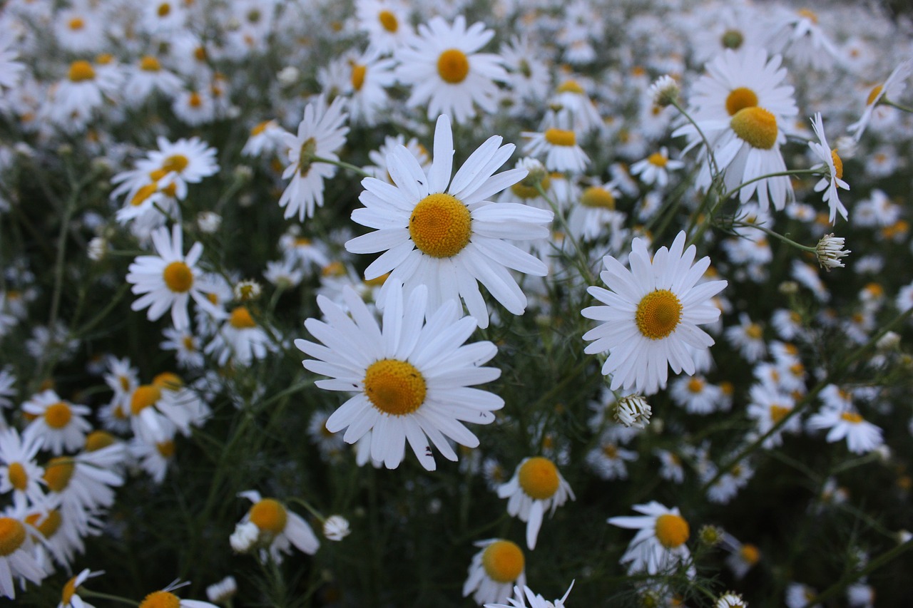 Ramunė, Vasara, Gėlės, Žiedlapis, Daisy, Gėlė, Balta, Baltos Gėlės, Lauko Gėlės, Birželis