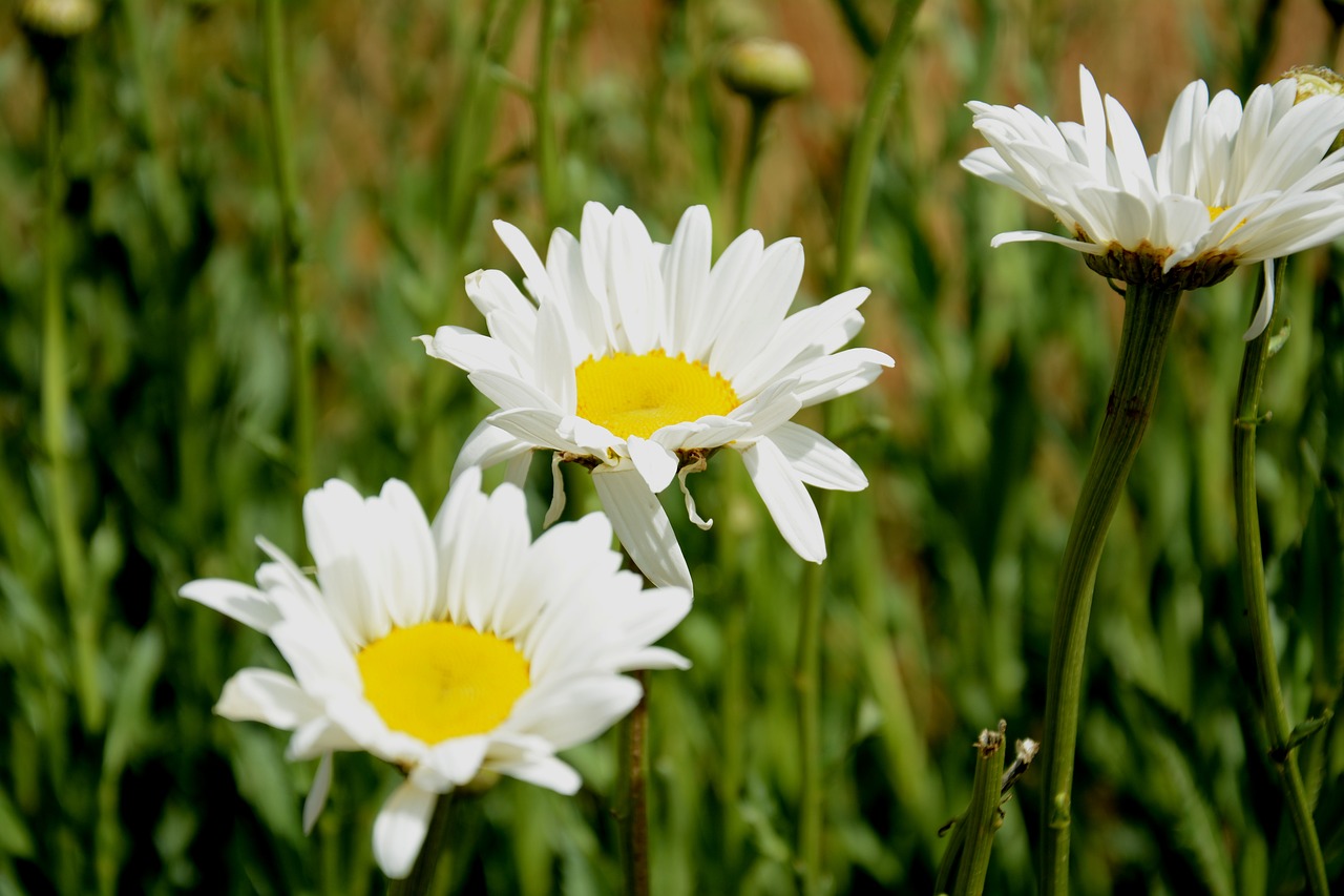 Ramunė, Vasara, Gamta, Gėlės, Balta, Birželis, Lauko Gėlės, Daisy, Žiedlapis, Makro