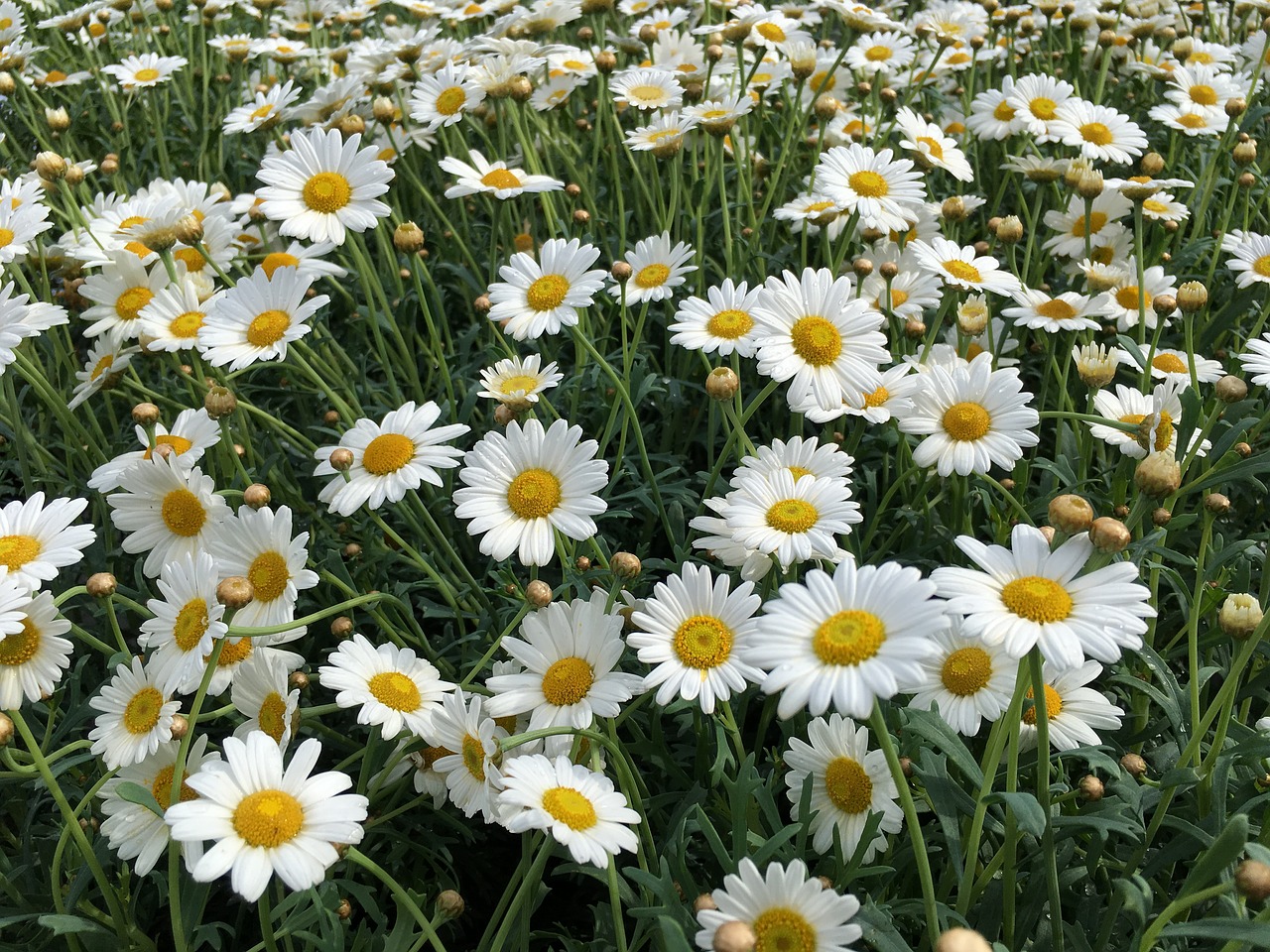 Ramunė, Gėlė, Fonas, Laukas, Gamta, Vasara, Gražus, Daisy, Balta, Žalias