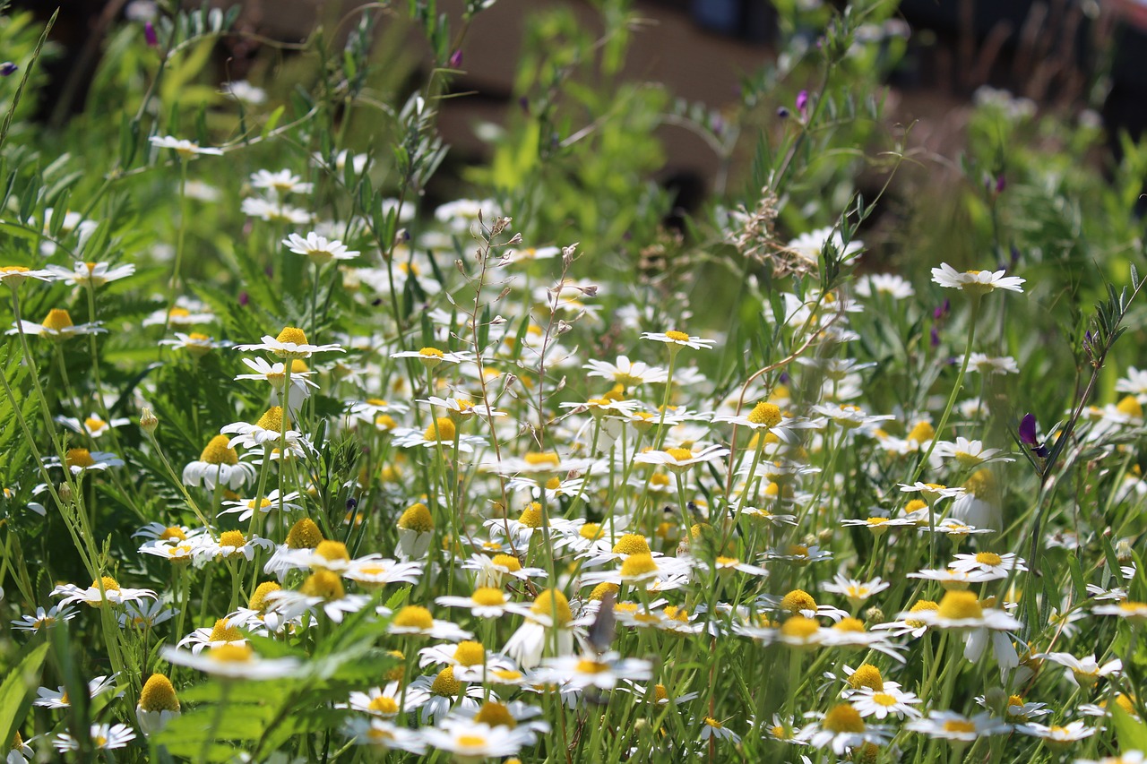 Ramunėlių,  Gėlė,  Meadow,  Pobūdį,  Kaimas,  Iš Arti,  Fonas, Nemokamos Nuotraukos,  Nemokama Licenzija