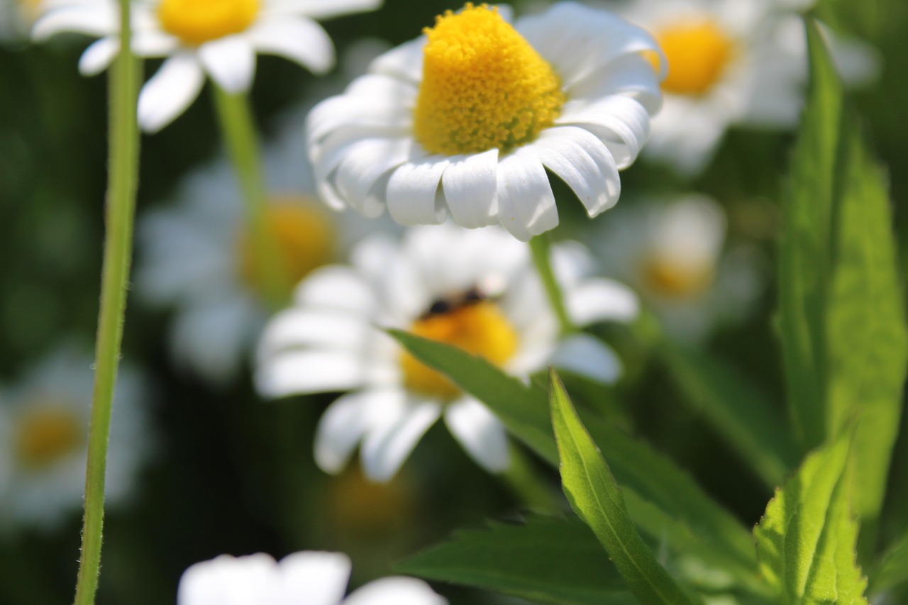 Ramunėlių,  Gėlė,  Meadow,  Pobūdį,  Kaimas,  Iš Arti,  Fonas, Nemokamos Nuotraukos,  Nemokama Licenzija